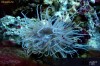 Anemone Long Tentacle