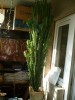 Vand cactus Euphorbia Trigona