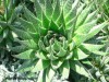 Concentrat de Aloe Vera 1:10