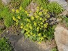 PLANTE MEDICINALE DIN ROMANIA