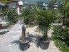 Chamaerops excelsa