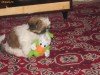 CATELUSA RASA SHI-TZU