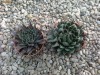 Aloe variegata