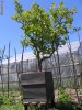 Vand Lamai (planta), altoit, pe rod