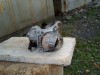 ELECTROMOTOR FORD ESCORT sau MONDEO