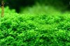 Supliment Fier(Fe) pentru plantele de acvariu
