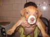 vand pui pitbull