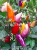 Seminte ardei iute ornamental - CHINESE FIVE COLORS - 30+ seminte/pachet