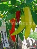 Seminte ardei iute - HUNGARIAN HOT WAX - 30+ seminte/pachet