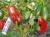 Seminte ardei iute - TAM MILD JALAPENO - 30+ seminte/pachet