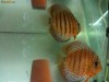 Pereche Discus Leopard