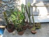 Plante de ghiveci - Spinul lui Christos
