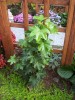HEDERA Fatshedera lizei