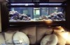 Acvarii marine ,acvarii apa dulce,acvarii tablou,intretinere acvarii,decorari acvarii,pesti de vanzare