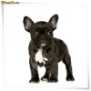 Vand pui Bulldog Francez , vaccinat si cu garantie
