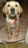 labrador retriever luni