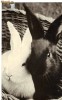 Carte postala ilustrata FAUNA -  Animale salbatice - rozatoare -iepuri