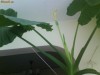 PHILODENDRON