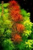 PPS PRO - fertilizant plante acvariu NPK - macronutrienti