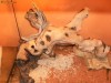 Agama cu barba/Pogona vitticeps
