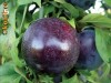 Pepiniera Emma - comercializam pomi fructiferi altoiti,vita de vie altoita,arbusti fructiferi,trandafiri altoiti,arbori si arbusti ornamentali