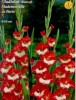 gladiole bulbi Butterfly Mme de Paris, unicate,  deosebite la cel mai bun pret, 10 bulbi/pachet