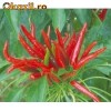 Seminte ardei iute chilli Seminte ardei iute chilli