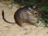 Veverite Degu (la jumatate de pret !!!)