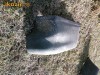 spoiler colt stanga spate dacia papuc