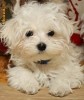 OFERTA ! VAND PUI BICHON TOY ALB PUR