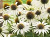 ECHINACEEA ALBA
