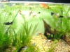 Pesti Acvariu Guppy