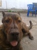 Vand mascul Presa Canario