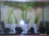 PLANTE ACVARIU DIFERITE SPECII
