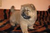 Pui Chow Chow -din pereche proprie-