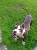 pitbull pentru monta