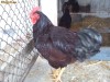 Gaini de Rasa de vanzare(Cochinchina, Plymouth, Rhode Island, Sussex).(tel+mail mai jos). ofer oua si pui din martie 2012
