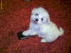 vand bichon maltez si havanez 700.ron
