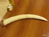 MOKAZIE - COLT FILDES ELEFANT / CORN DE FILDES ELEFANT (1.780 grame) - PRET fara concurenta = 0,5 Euro / gram