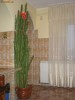 Vand Cactus Euphorbia Trigona aprox 220 cm