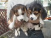 PUI BEAGLE TRICOLORI