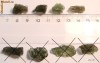 Cristal Moldavit Moldavite Unicat NEPAMANTEAN