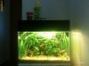 Vand acvariu 30l complet cu pesti, filtru, plante naturale, bomba CO2, background, nisip, creveti
