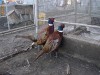 Vand fazani comuni