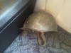 casca soldat destul de veche