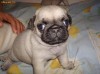 Mops Carlin pui