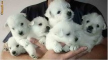 west highland white terrier