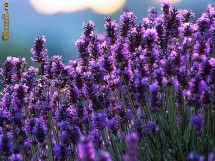 Hidrolat pur BIO de lavanda