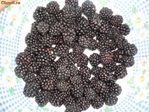 vand mure proaspete foarte aromate foto