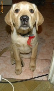 Labrador Retriever 3 luni